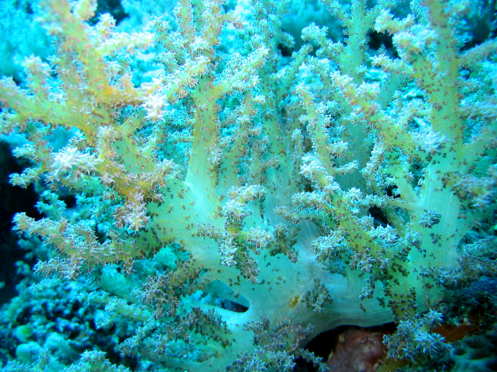 Yellowish white soft coral. Philippine Islands, Occidental Mindoro, Apo Reef.