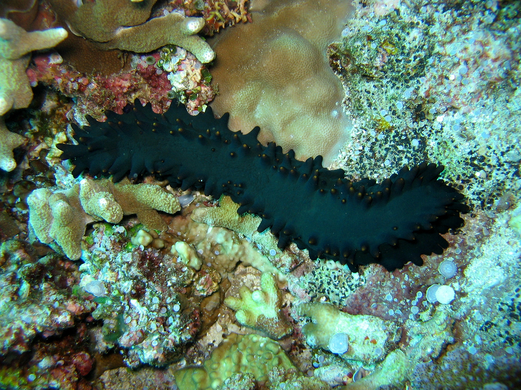 A sea cucumber (Stichopus chloronotus). Philippine Islands, Occidental Mindoro, Apo Reef.