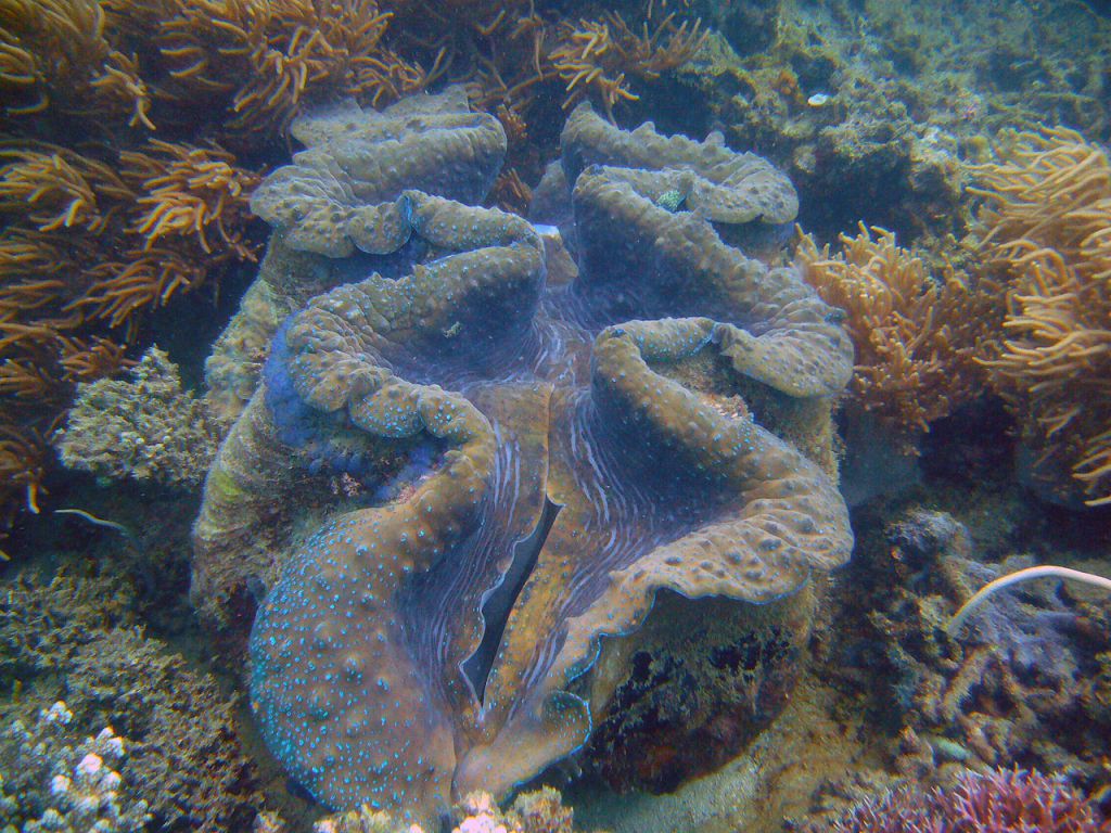 Giant clam in Palawan underwater