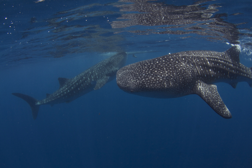 Whalesharks in Oslob by Jayvee F/Creative Commons