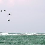 katherinenell_anguib_beach_birds