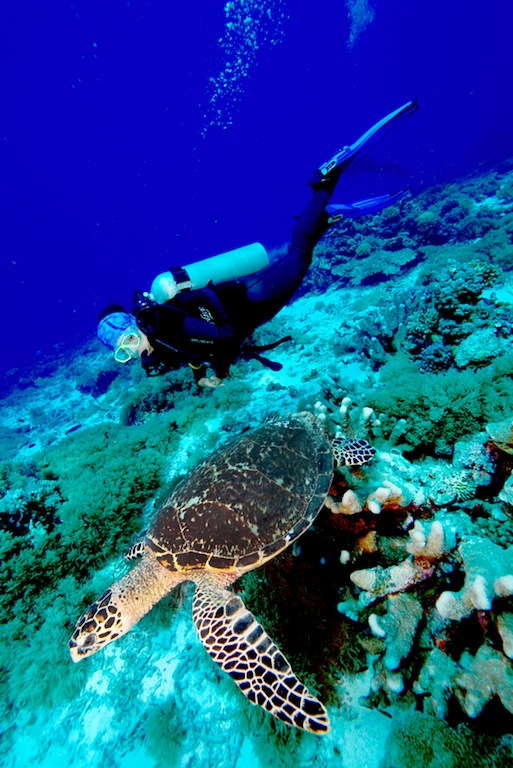 Diving in Tubbataha Reef Marine Park,Sulu Sea