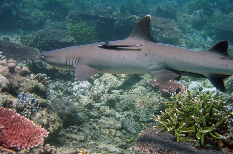Whitetip reef shark at Tubbataha Photo by: Tiagox2/Creative Commons