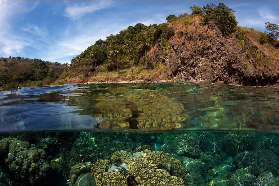 Underwater adventure in Apo Reef, Negros Oriental