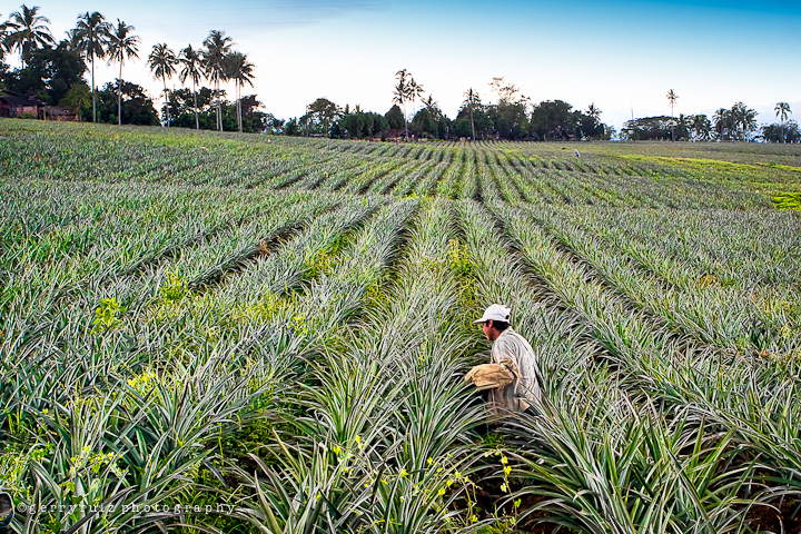 Sabin Larrazabal Pineapple Plantation Image Source: Gerry Ruiz/callezaragosa.com