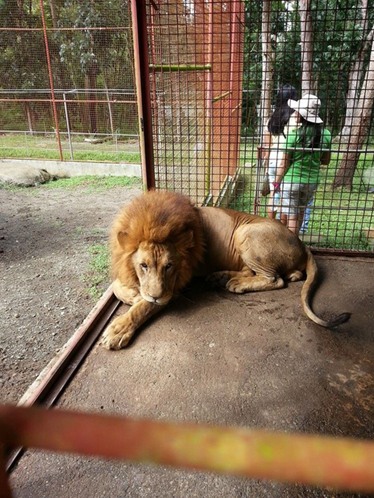 Maasin Zoo Image Source: ishare.com.ph