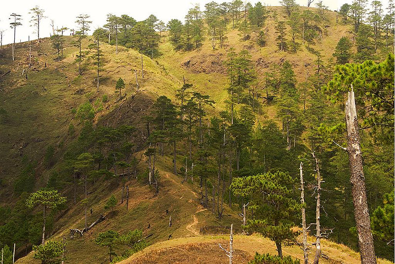 Pinus kesiya forest Mt. Ugo Image source: anne_jimenez on Flickr/creative commons