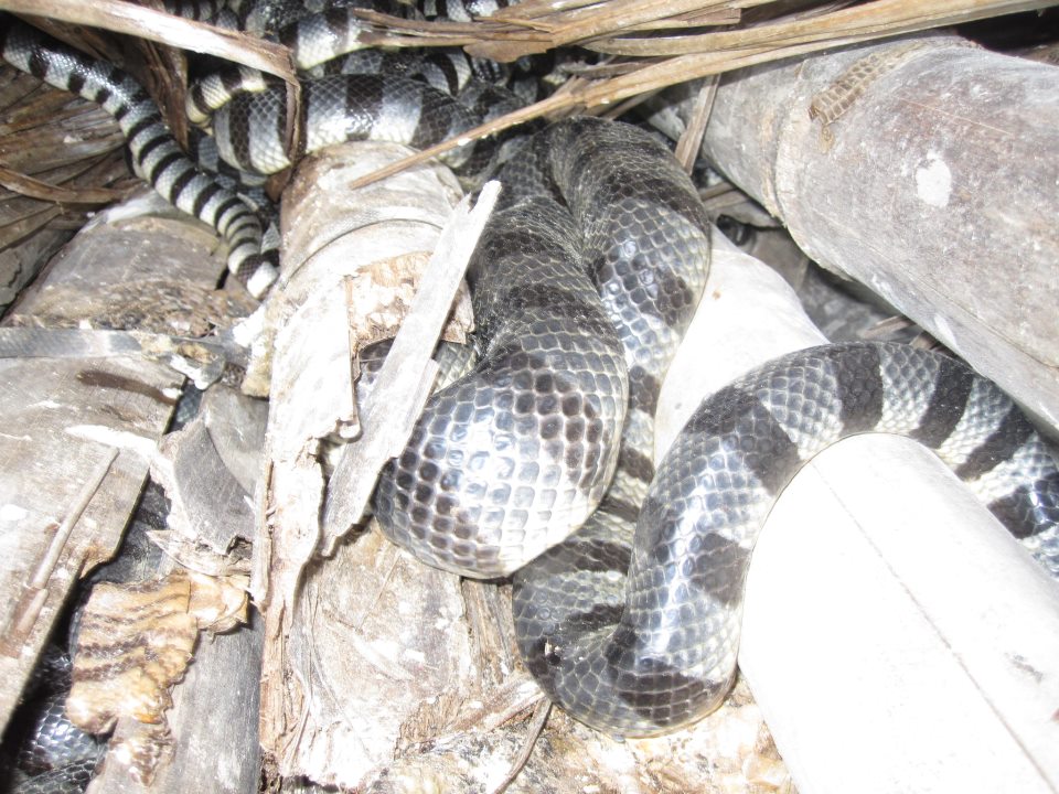 Olutanga's Sea Snake Sanctuary Image source: ceszy.wordpress.com