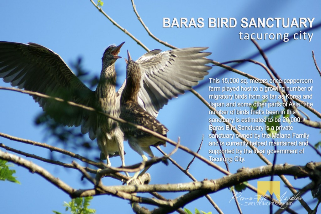 Baras Bird Sanctuary Image source: www.tacurongcity.net