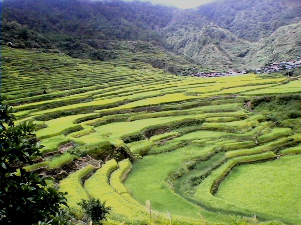 Maligcong Rice Terraces Image source: mountainprovince.net