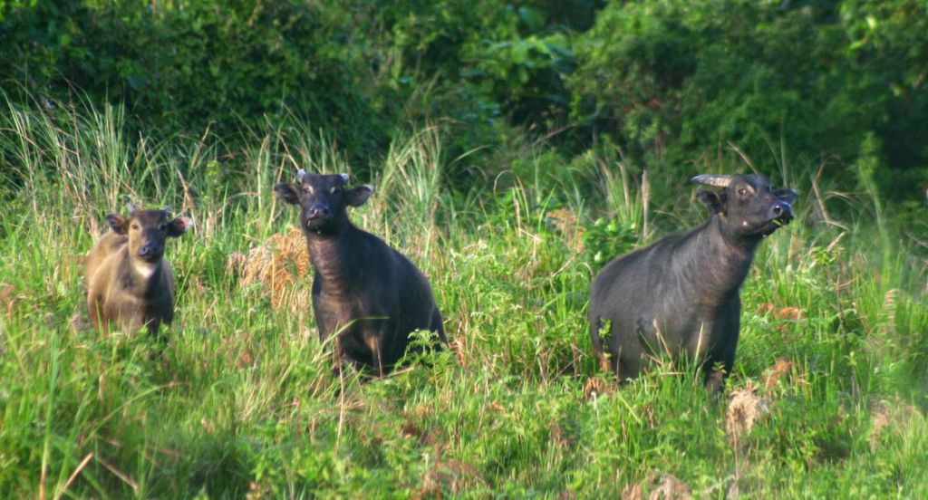 Tamaraw family, Iglit-Baco Mountain Range Image source: www.wwf.org.ph