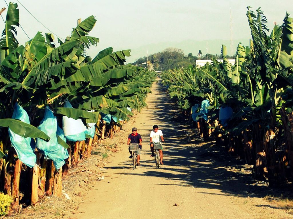 Banana Plantation (Panabo City, Davao Oriental) Image source: Shubert Ciencia of Flickr.com/CC