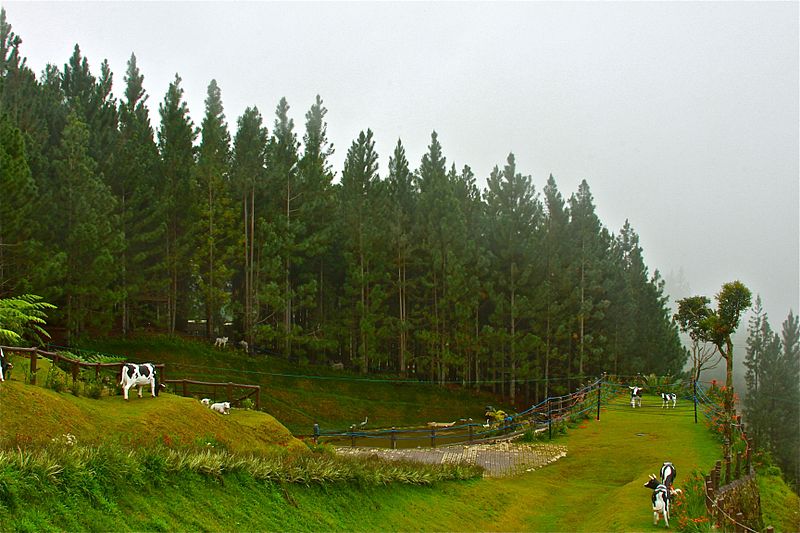 A view of the Forest Camp in Dahilayan Bukidnon as the morning fog subsides IMage source: Perry A. Dominguez/Creative Commons