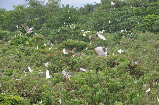 Baras Bird Sanctuary Image source: tacurongcity.net