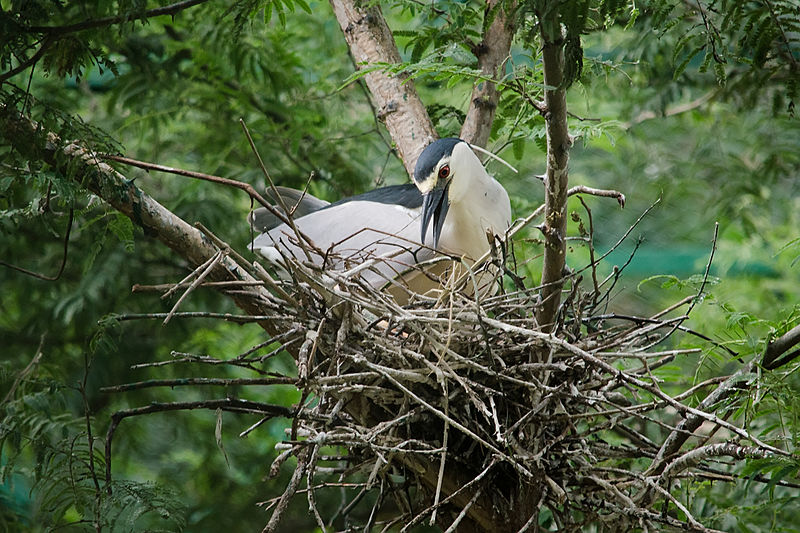 A Night Heron building a nest Image source: Augustus Binu/Creative Commons