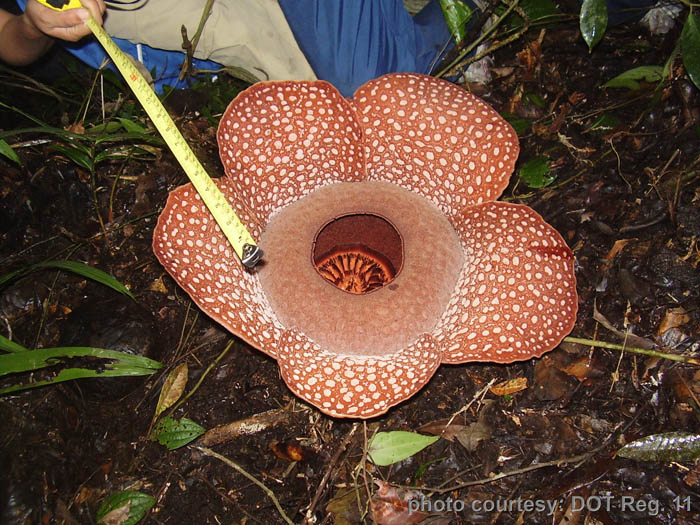 Rafflesia Mira Photo courtesy: DOT Reg 11