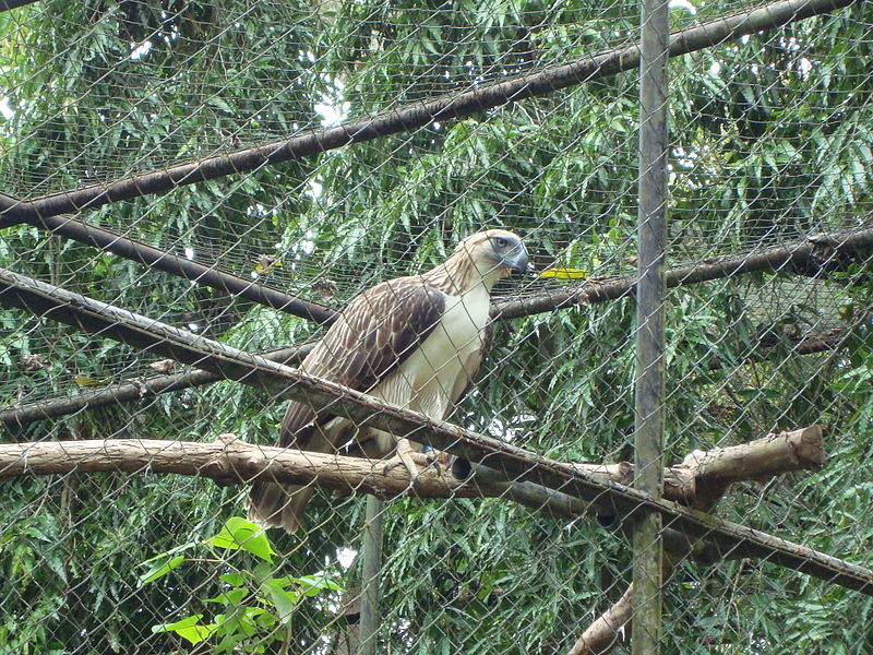 A Philippine Eagle at Philippine Eagle Center, Davao City Image source: Constantine Agustin/Creative Commons