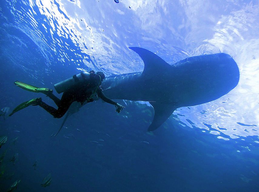 Diving in Moalboal Image source: Lakshmi Sawitri/Creative Commons