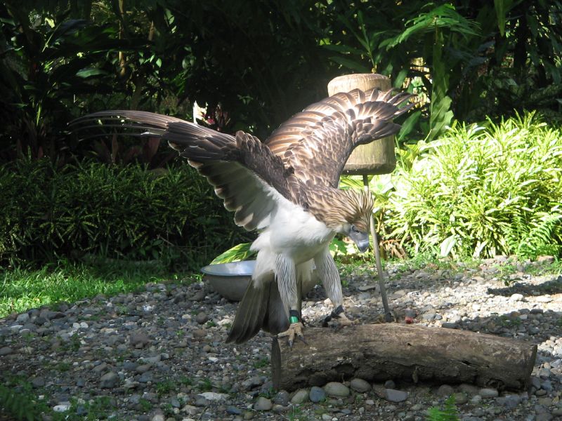 Philippine eagle Image source: Paul Pajo/Creative Commons