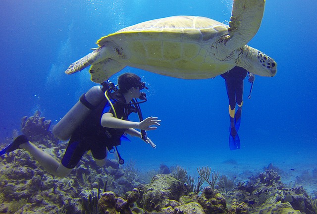 5 of the Top Diving Sites in the Philippines