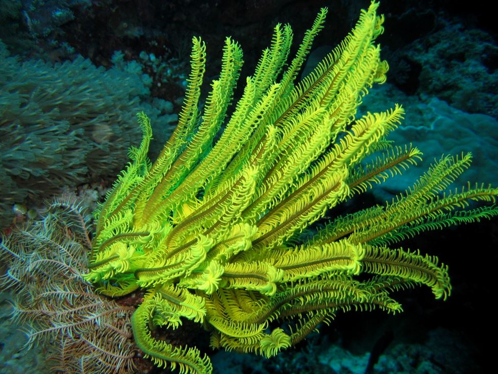 A yellow crinoid. Philippine Islands, Occidental Mindoro, Apo Reef. Photographer: Dr. Dwayne Meadows, NOAA/NMFS/OPR./Creative Commons