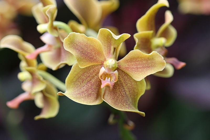Stop and Smell the Flowers at The Orchidarium