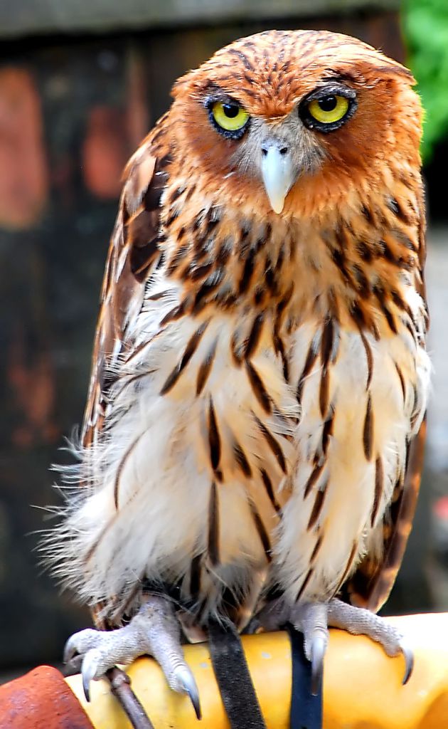 Philippine Eagle-Owl Image source: michael agustin/Creative Commons