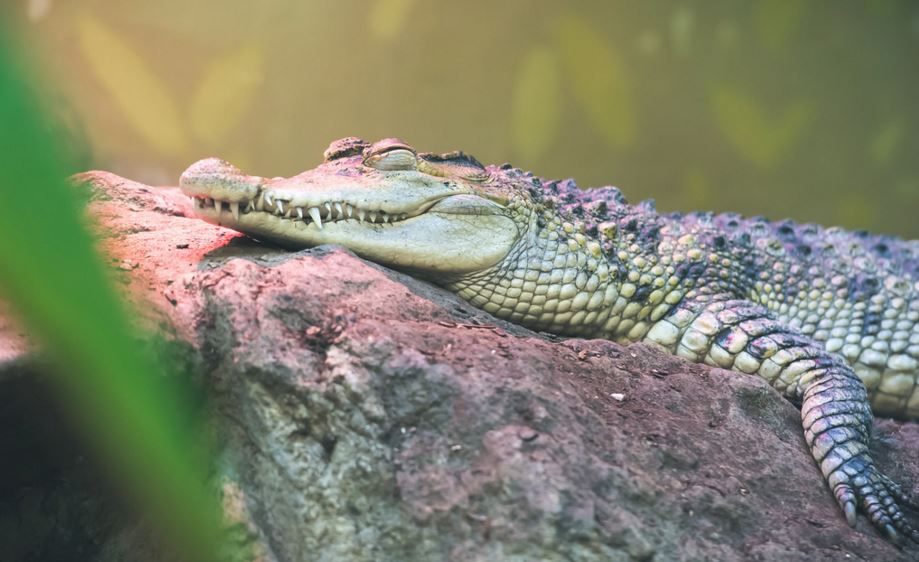 Philippine Crocodile Image source: Dan G of Flickr.com/Creative Commons