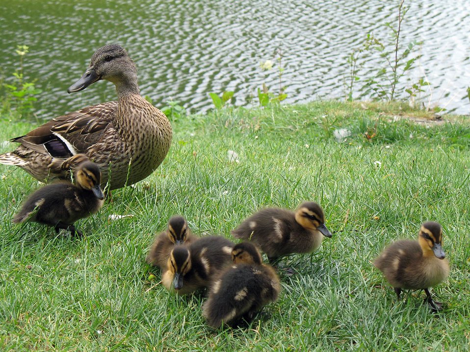 Duck and ducklings by the lake Photo: Creative Commons