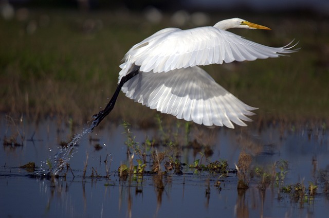 Egret Photo source: pixabay.com