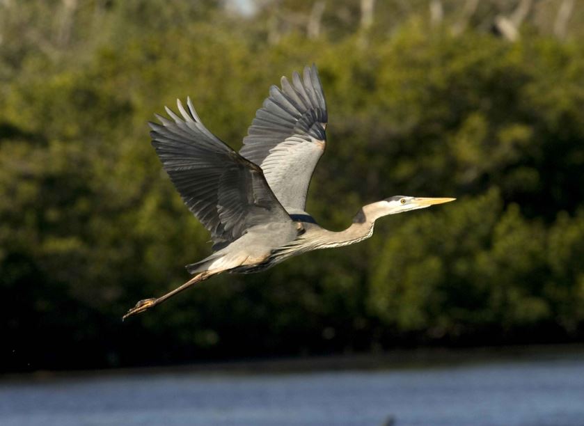 Spending Time at the Agusan Marsh Wildlife Sanctuary