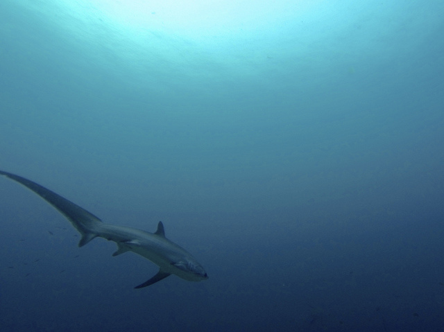 Thresher Shark at Monad Shoal, Malapascua Island Photo by: Maxime Guilbot of Flickr.com/CC