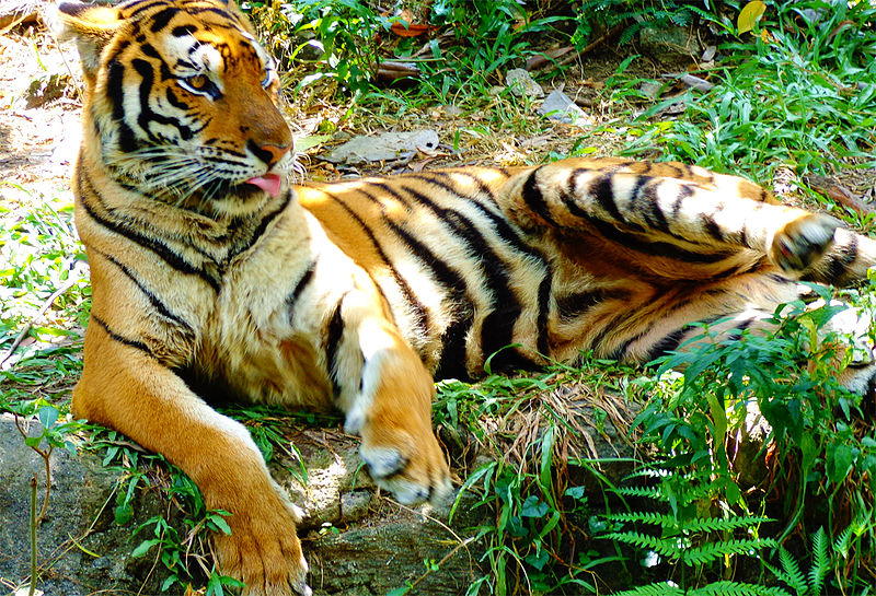 A tiger in Manila Zoo Photo by: Teamjonalynviray/CC