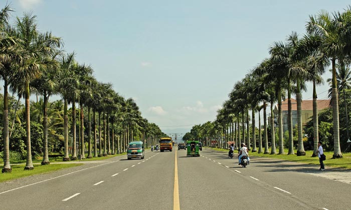 Royal Palm Trees along Daang Maharlika Photo by: www.tagumcity.gov.ph