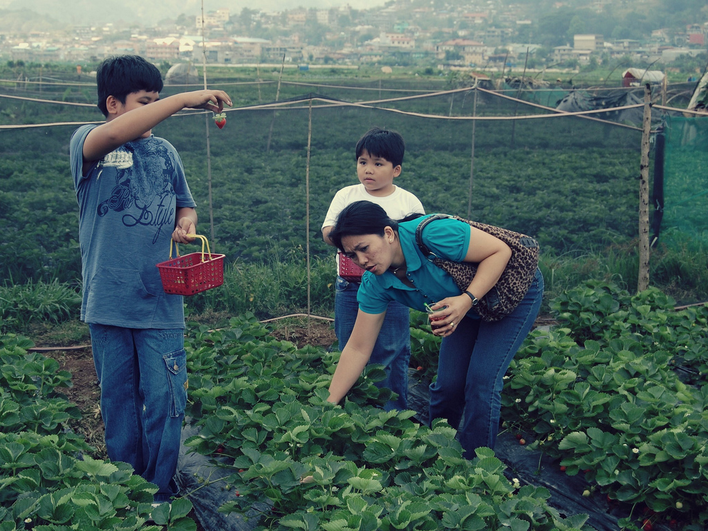 Strawberry Harvest (La Trinidad, Benguet) Photo by: Shubert Ciencia of Flickr.com/CC