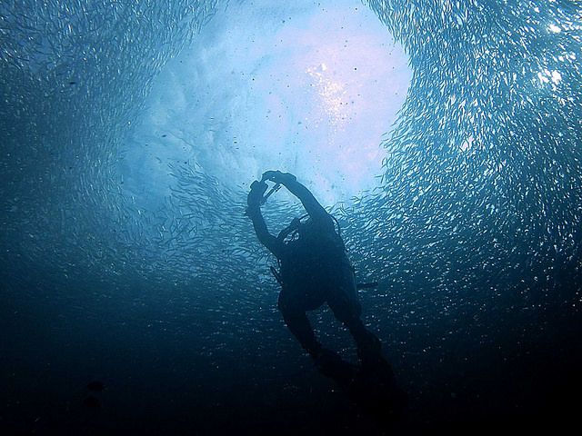 Diving in Moalboal Photo by: Lakshmi Sawitri of Flickr.com/CC