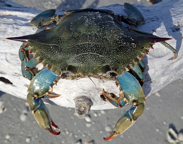 Blue Crab photo by: James St. John of Flickr.com/CC
