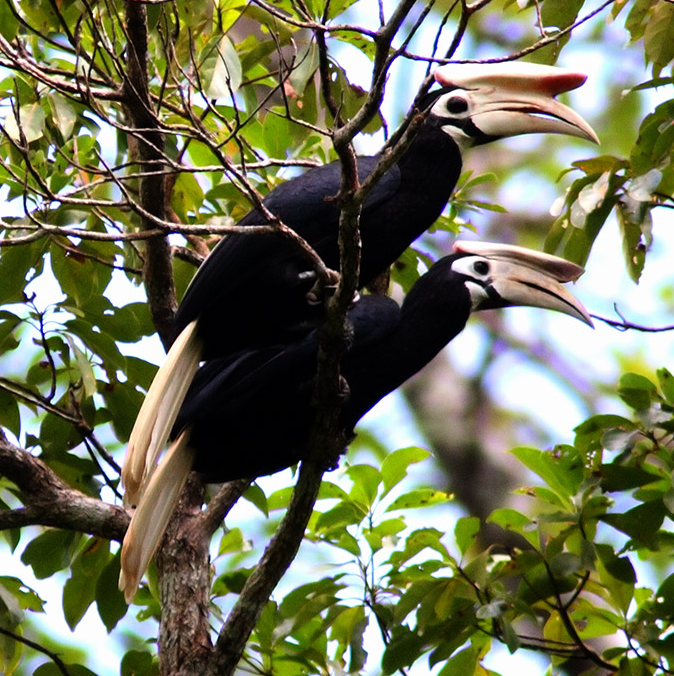 Palawan Hornbill Image source: GFDL-self/Wikimedia Commons