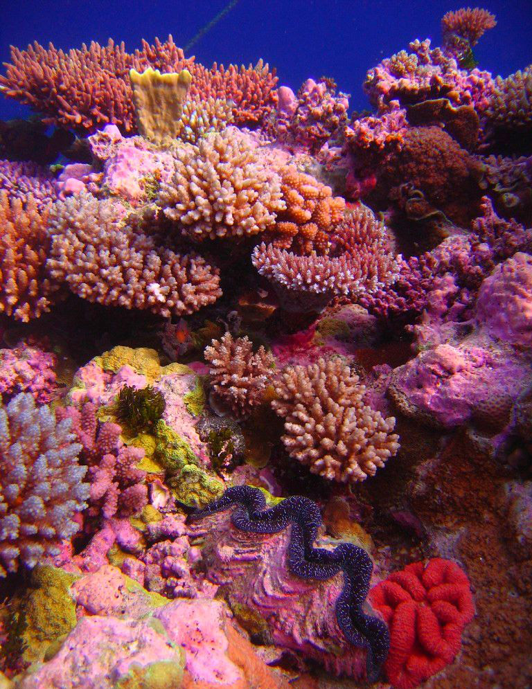 Coral Garden Photo by: Vearthy/Wikimedia Commons 