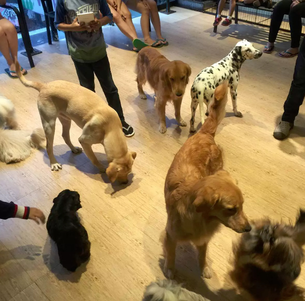 Barkin’ Blends Dog Café Photo by: barkinblends.com