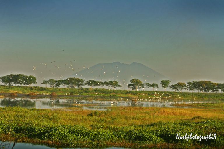 Four of the Best Places for Bird Watching in the Philippines ...