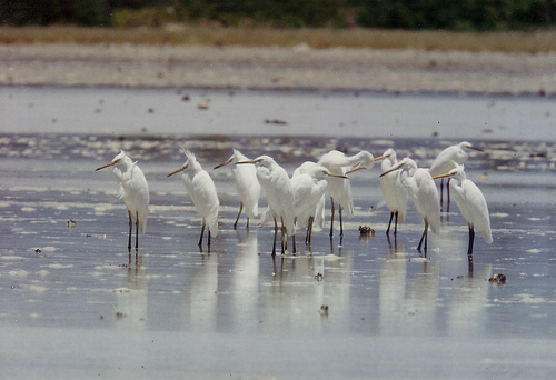 Olango Island Wildlife Sanctuary Photo by: MPF/Wikimedia Commons