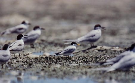 Olango Island Wildlife Sanctuary Photo by: MPF/Wikimedia Commons 