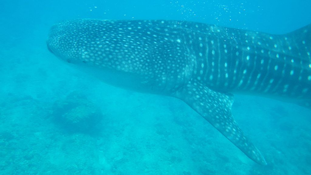 Whale Shark Photo by: Laika ac/Wikimedia Commons 