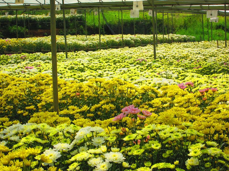 Bahong Flower Farm Photo by: IL CPatangan