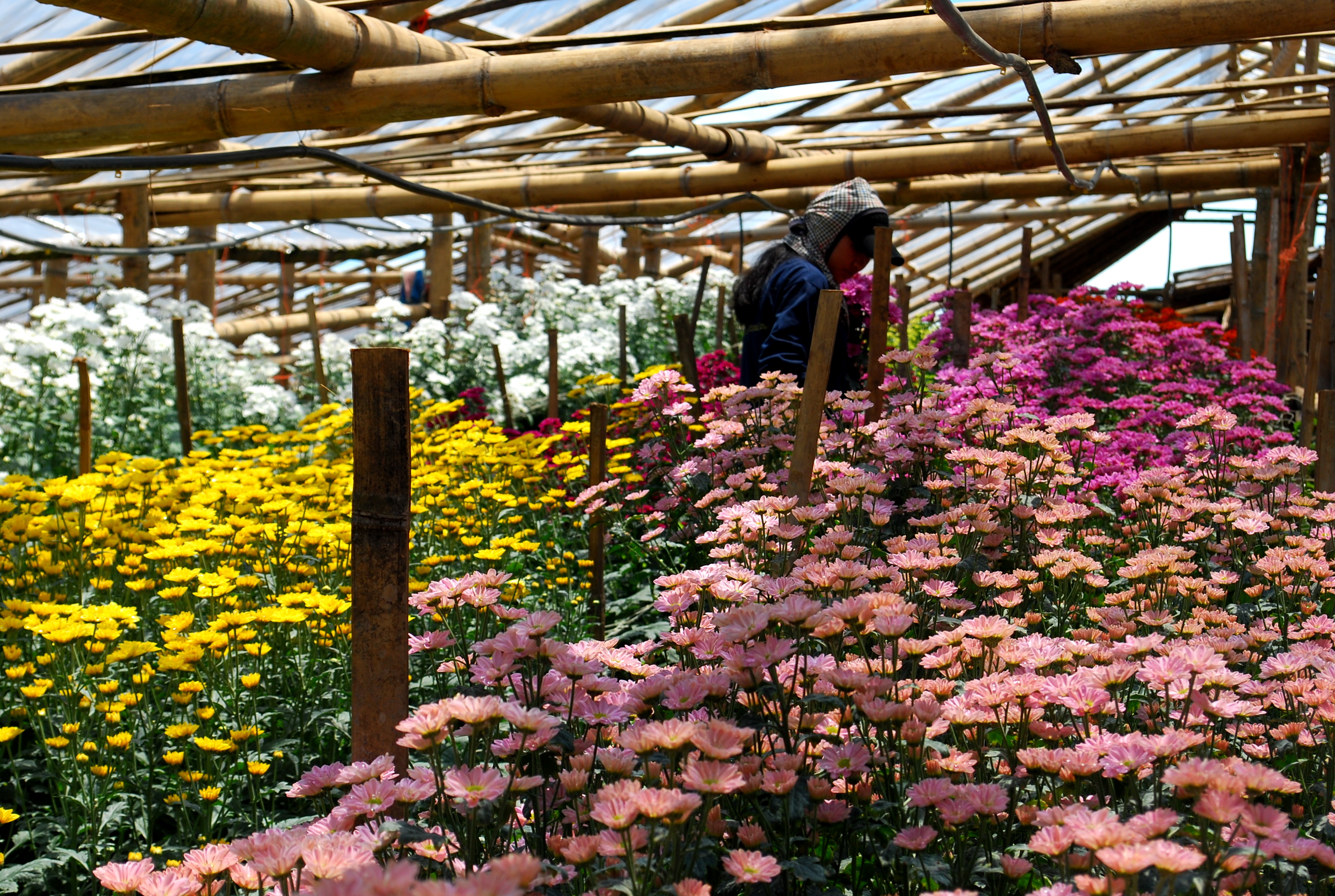philippine flower farms: 3 places to go to for beautiful blooms