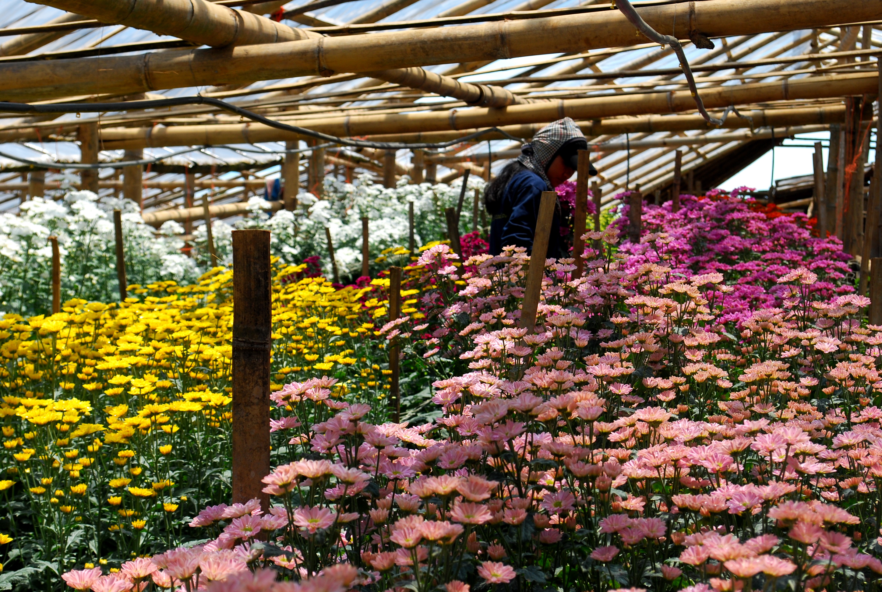 Philippine Flower Farms 3 Places to Go to for Beautiful Blooms