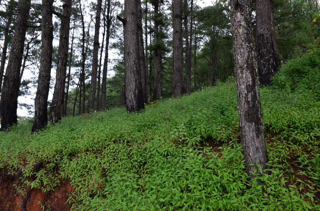 sagada nature