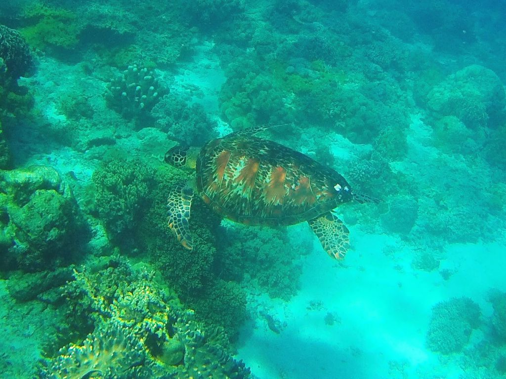 apo island dauin negros oriental